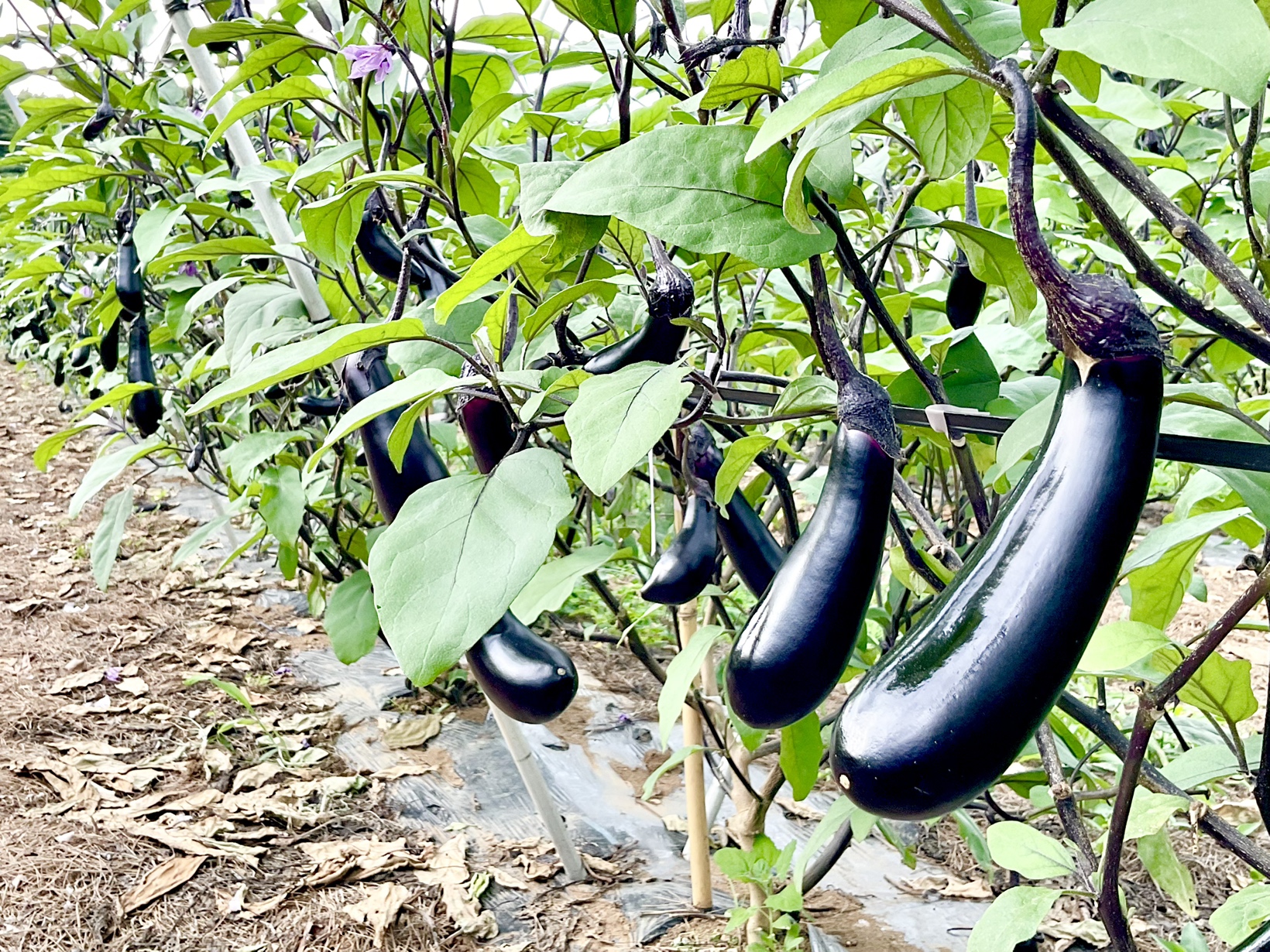 生産者さんの圃場紹介シリーズvol.1 神保和子さん – JA稲敷新利根直売所 公式ホームページ